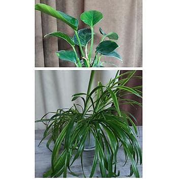 лилии бишкек: Филодендрон Биркин -300 Хойя с горшком-500 Хлорофитум с горшком-400 — 2