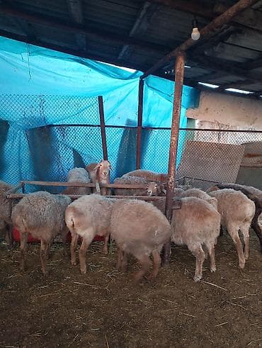 Продаю | Овца (самка) | Для разведения | Ярка