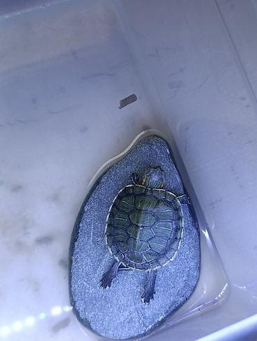 черепашки маленькие купить: Молодые красноухие черепашки (Trachemys scripta elegans), 150 за шт. в — 3