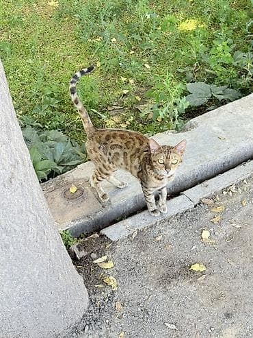 котята джалал абад: Кошка с ярким «диким» окрасом табби (розетки/пятна по корпусу, полосы — 2