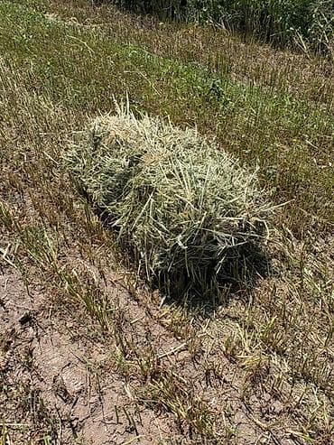 Сено в тюках
- Овес+разнотравие
-
-
- at lalafo.kg Сено в тюках
- Овес+разнотравие
-
-
-