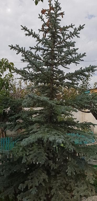 семена хвойных купить: Продаю Тянь-Шаньскую голубую ель — 4