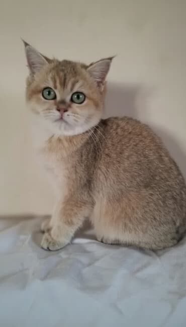 кошка рэгдолл: Британская короткошёрстная, 3 месяца, Девочка, Золотая шиншилла, Приучена к лотку, Проглистована — 2