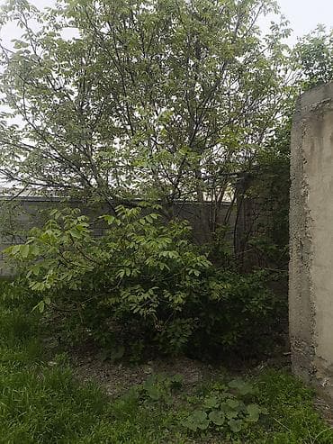 палено: Отдам даром деревья на дрова. самим надо спилить — 5