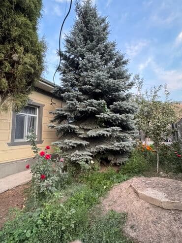 Ель голубая (Picea pungens, Blue Spruce) - Крупномер с