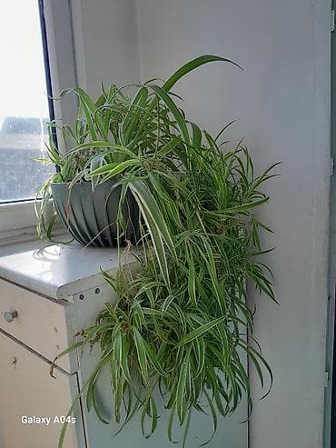 Бөлмө розалары: Хлорофитум комнатный (зеленые дуговидные листья с белыми полосами) в — 1