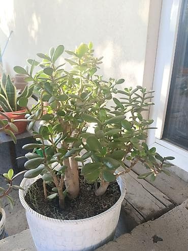 Толстянка (Crassula ovata, денежное дерево) в декоративном кашпо. -