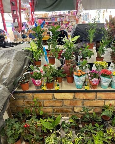 микрозелень цена бишкек: Цены от 350 выше — 1