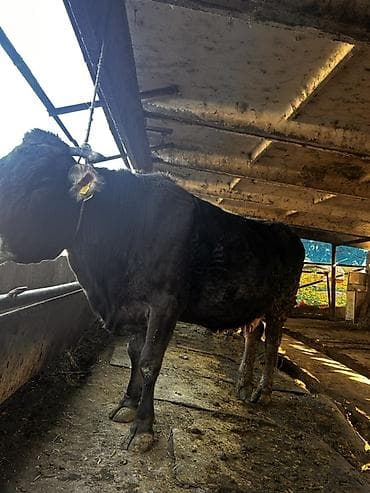 Ветеринар кызматы: Сатам | Уй (ургаачы) | Алатоолук | Союуга — 2