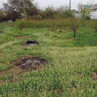5 соток, Курулуш — 7