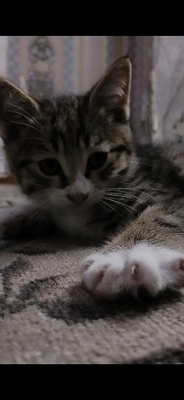 Кошки: 2 месяца, Мальчик, Приучена к лотку — 2