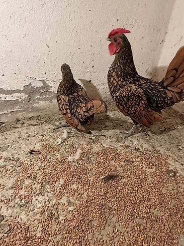 Аквариумдар: Сатам | Тооктор | Көбөйтүү үчүн — 1