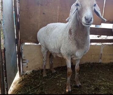 цены породистых собак: Продаю | Баран (самец) | Арашан | Для разведения | Племенные — 6