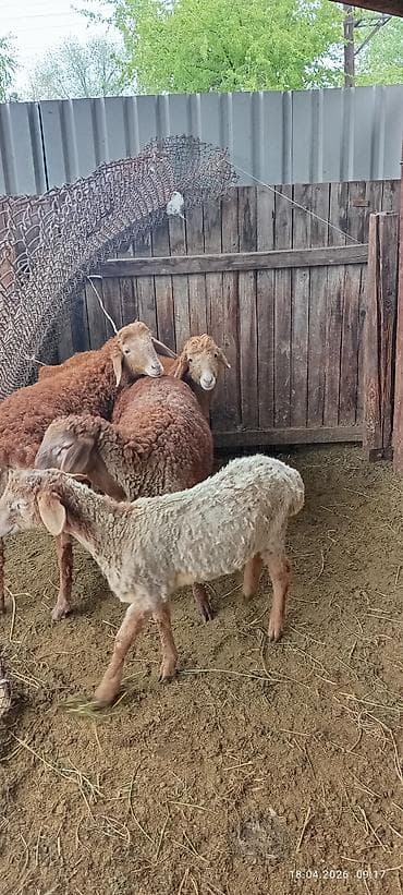 6 месяцев: Продаю | Овца (самка) | Для разведения — 4
