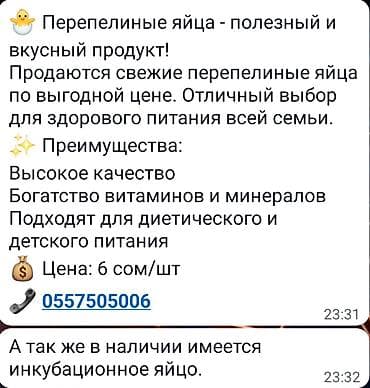 голуби птицы животные: ПРОДАЮ — 2