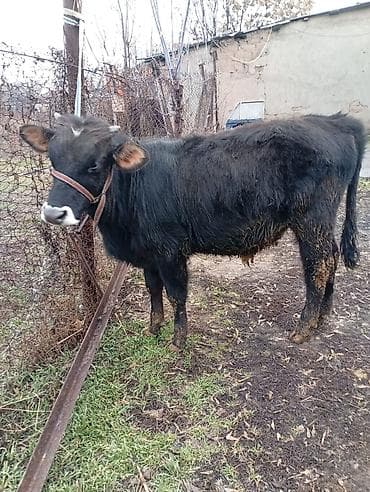 Аквариумдар: Сатам | Бука (эркек) | Бордоп семиртүү үчүн | Байланган — 5