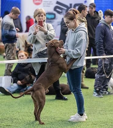 🐾 КИНОЛОГ / ЗООПСИХОЛОГ — Бишкек Профессиональная помощь в воспитании