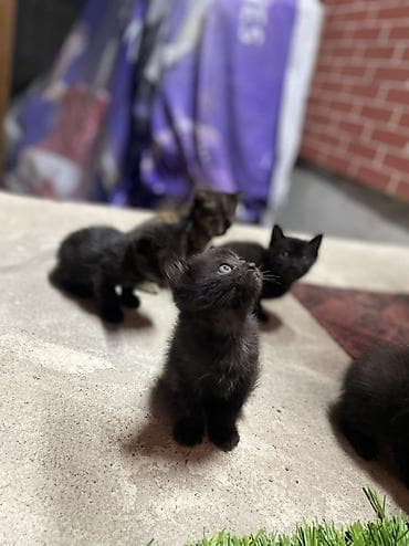 Мышыктар сатылат: Котята от трёхцветной кошки. Отдаю в хорошие и добрые руки🥹 маму — 2