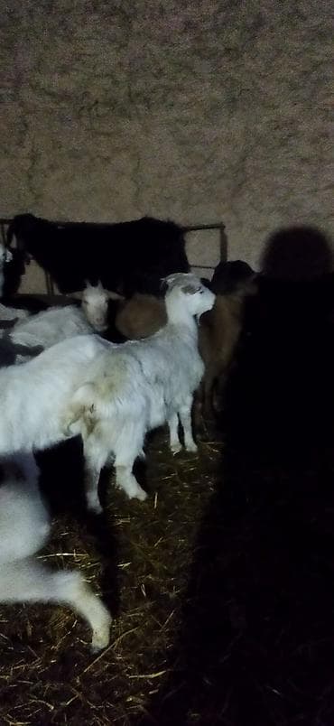Другие животные: Продаю козы 10 коз и один самец цена от 10 и выше — 10