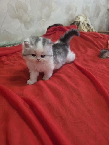 d cat: Персидская, 1 месяц, Девочка, Приучена к лотку — 10