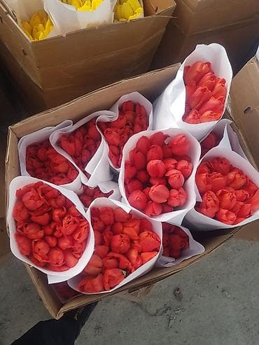 подарки к 8 марта: 🔥 **ТЮЛЬПАНЫ ОПТОМ К 8 МАРТА ПРЯМО ИЗ ТЕПЛИЦЫ** 🔥 Голландские — 10