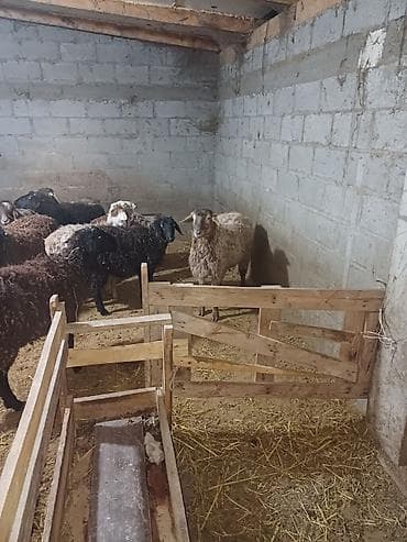 овцы меринос: Продаю | Овца (самка) | Для разведения | Матка — 8