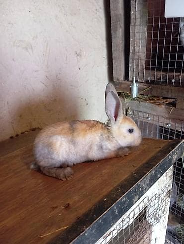 кролик цена: Продаю | Крольчата | Для разведения — 3