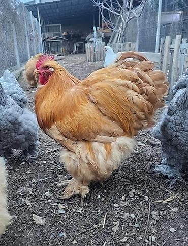 чон айгыр: Продам петухов палевых кохинхинов (кохов) 9месяцев, яйцо привозное — 1