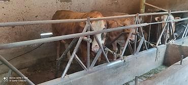 питбуль балыкчы: Продаю | Бык (самец) | На откорм | Привязанные — 3