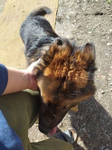 немецкая овчарка сучка: Вязка: Немецкая овчарка, Самец, 5 лет, С родословной — 1