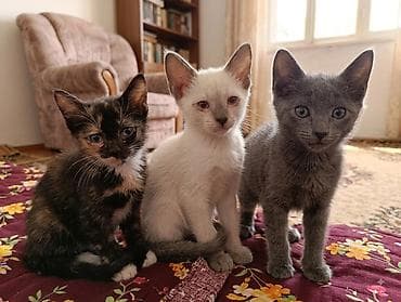 кошка породистые: Сиамская, 2 месяца, Девочка, Приучена к лотку — 2