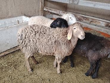 Продаю | Ягненок