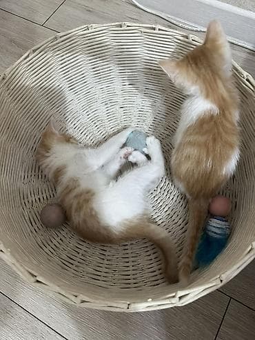 Отдам даром кошку: Кошка даром: Беспородная, 2 месяца, Мальчик, Приучена к лотку — 5