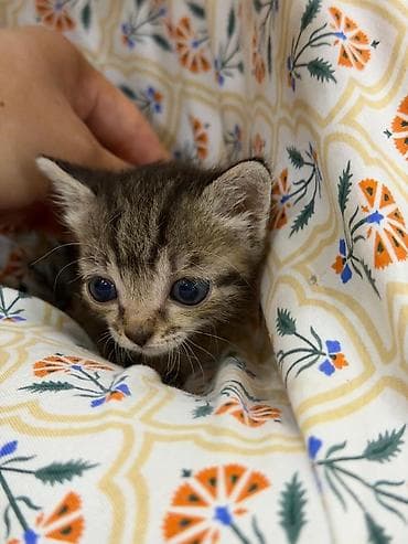 Кошка даром: Беспородная, 1 месяц, Девочка, Приучена к лотку