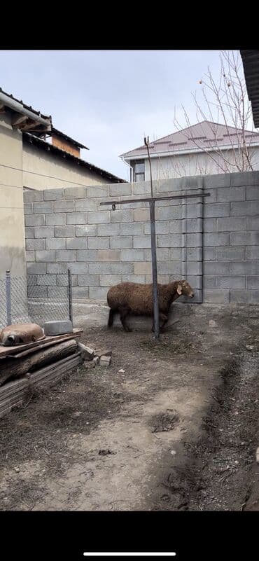 алабай сука: Продаю | Овца (самка) | Арашан | Для разведения, На забой | Матка — 3