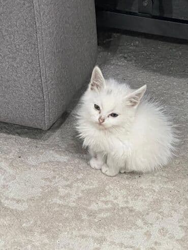 купить кошку сфинкс: Скотиш Страйт (Шотландская прямоухая), 2 месяца, Девочка, Белый, Приучена к лотку, Проглистована — 5