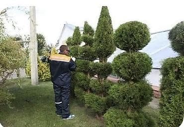 a 70: Стрижка и формовка хвойных и декоративных кустарников — 4