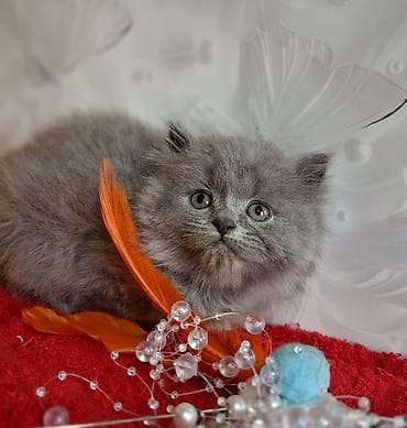 cat litter: Скотиш Страйт (Шотландская прямоухая), 2 месяца, Мальчик, Голубой, Приучена к лотку, Проглистована — 7