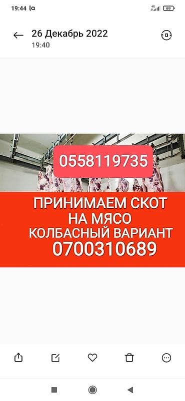 Куплю | Коровы, быки, Лошади, кони, Другие с/х животные | Круглосуточно, Любое состояние, Забитый at lalafo.kg Куплю | Коровы, быки, Лошади, кони, Другие с/х животные | Круглосуточно, Любое состояние, Забитый