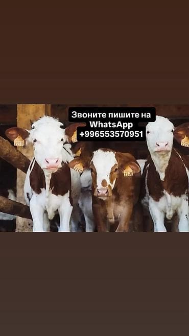 Продаю | Корова (самка), Бык (самец), Тёлка | Ангус, Швицкая, Симментальская | На откорм, На забой, Для разведения