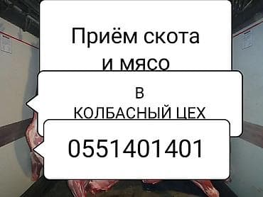 охотничьи собаки: ДОРОГО принимаем
Коров быков телок и лошадей
А также вынужденный забой — 1