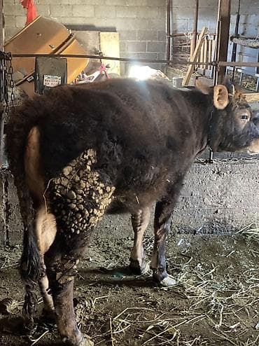 алатоо коровы: Продаю | Музоо, торпок | На откорм — 1