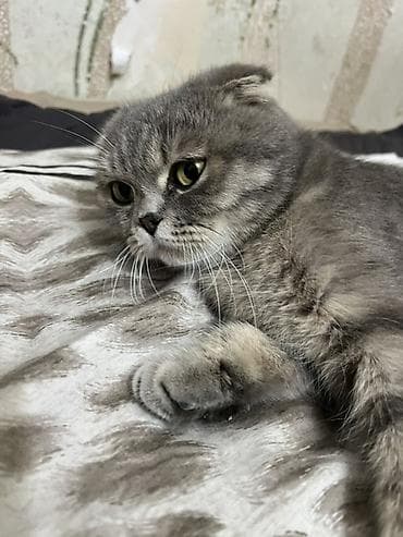 Скотиш Фолд (Шотландиялык шалпаң кулак), 2 жаш, Ургаачы, Боз