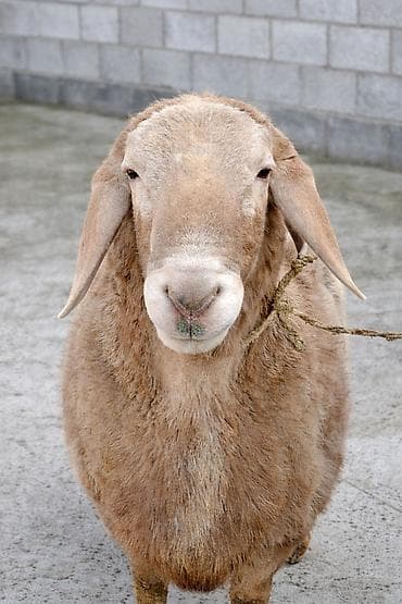 Другие животные: Продаю | Овца (самка) | Полукровка | Для разведения | Матка — 4