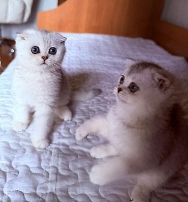 Мышыктар: Чистокровные шотландские вислоухие котята 🐾(Scottish Fold) — 8