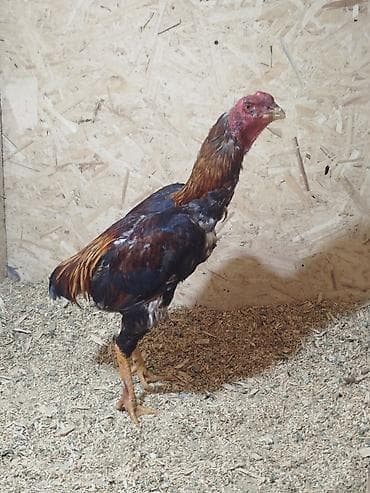 продам голубей: Дакан жожо короз сатылат алмашу жолдору бар жемге дакандарга алмашам — 1