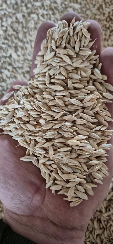 талас ат: Продам ячмень сорт "НУТАНС" крупный без сечки — 5
