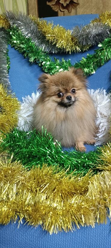 чистокровный тайган: Шпиц, 1 месяц, Самец — 10