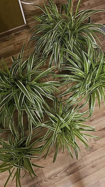 сингониум серый призрак цена: Дорого
Несколько штук разных размеров
Горшки глиняные
Хлорофитум — 6