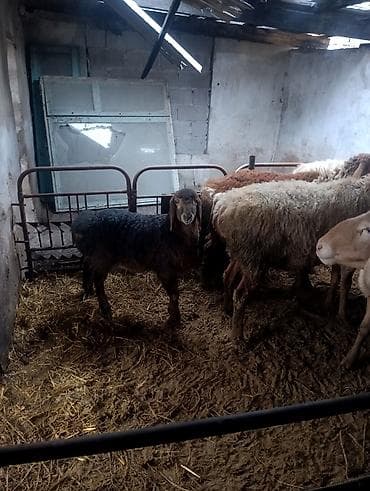 Аквариумдар: Сатам | Ургаачы кой (ургаачы), Козу | Арашан | Көбөйтүү үчүн | Ургаачы — 6